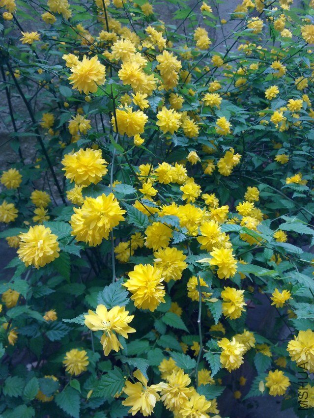 20120408579.jpg