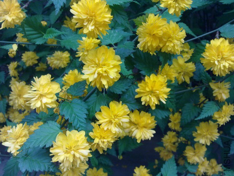 20120408581.jpg