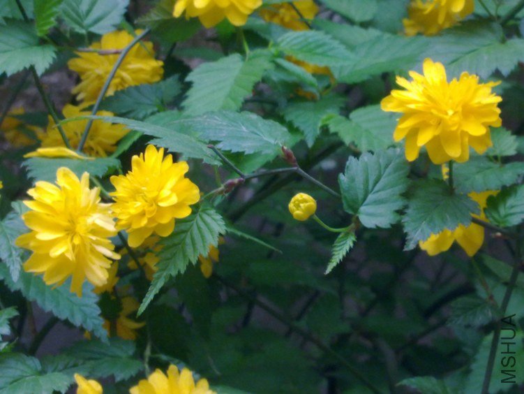 20120408584.jpg