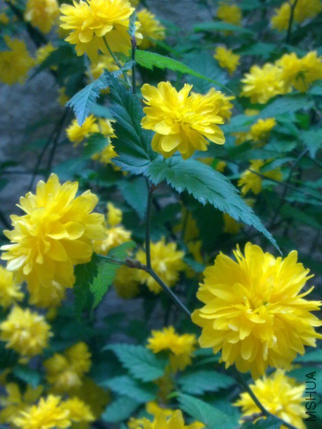 20120408582.jpg