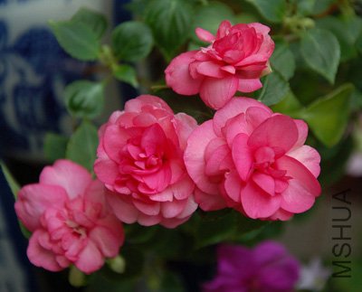DSC_0069.JPG