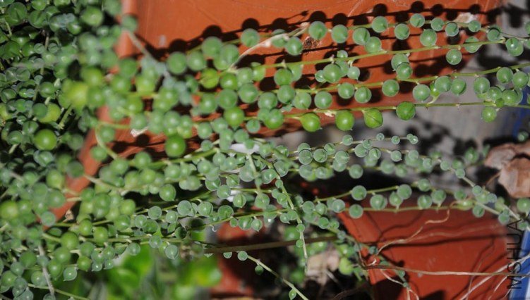 DSC_3192.JPG
