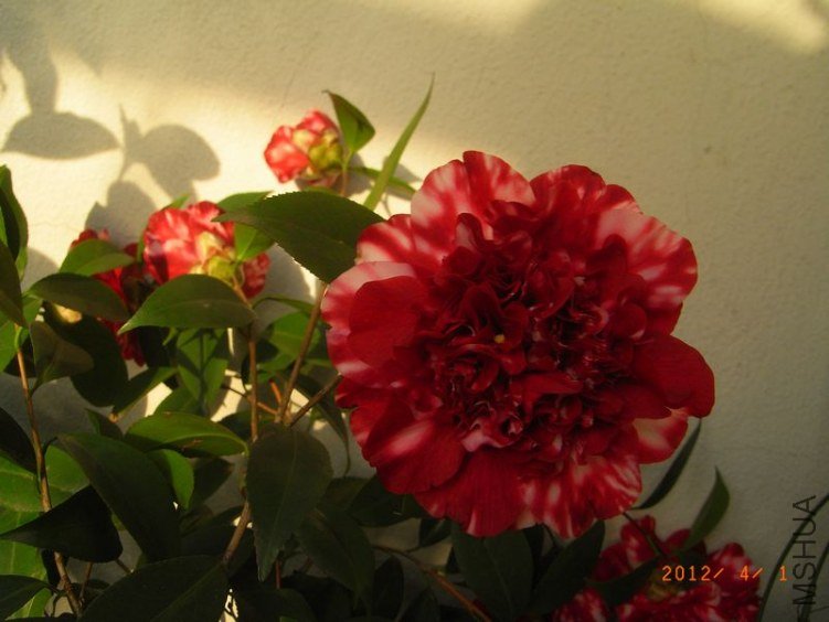 RIMG0318.JPG