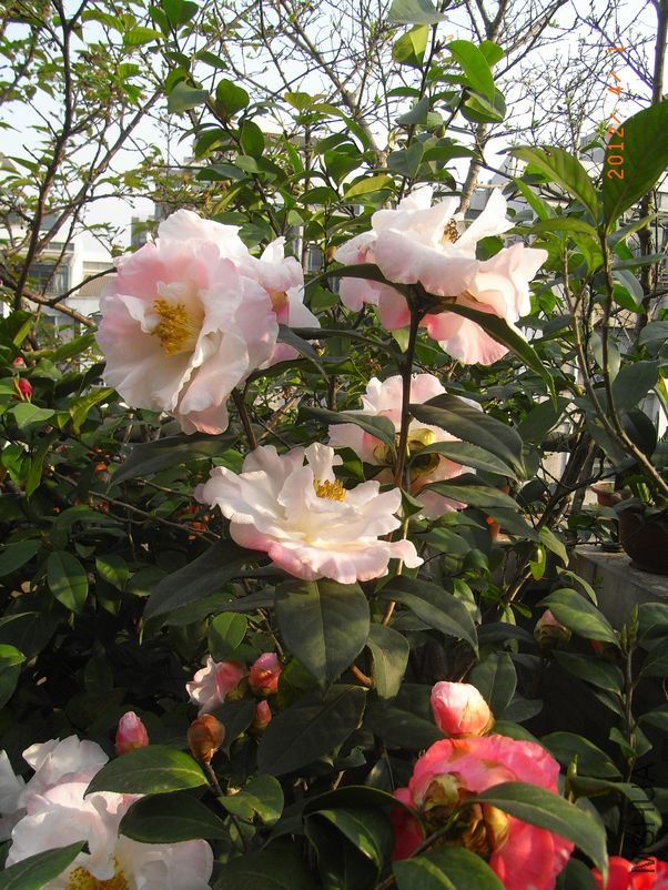 RIMG0337.JPG