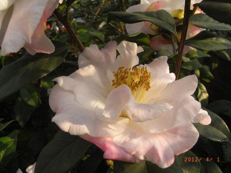 RIMG0338.JPG