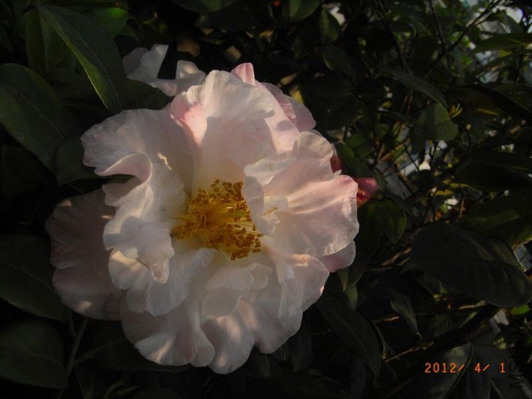 RIMG0339.JPG
