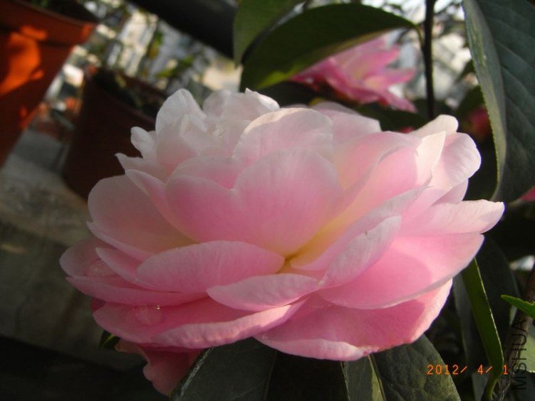 RIMG0343.JPG