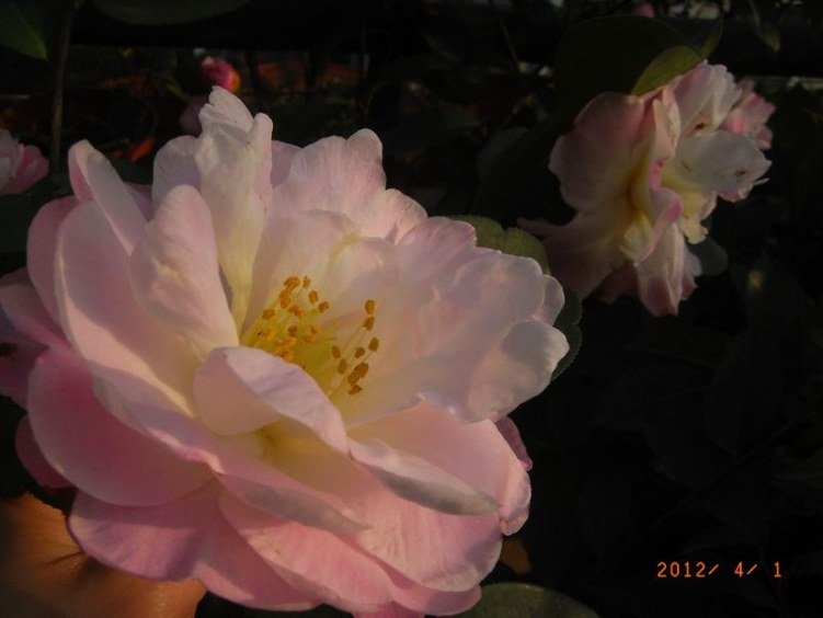 RIMG0344.JPG