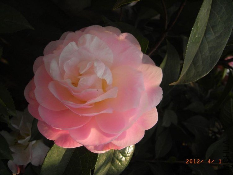 RIMG0348.JPG