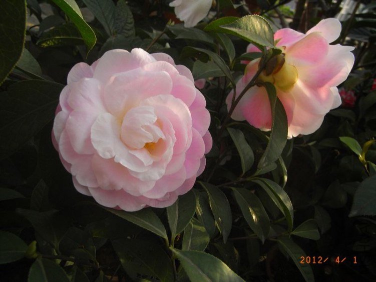 RIMG0350.JPG