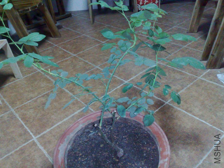 20120408509.jpg