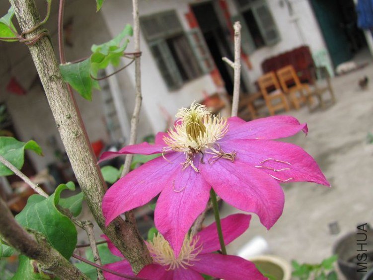 IMG_1262a.jpg
