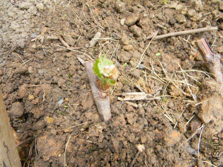 DSCN1707.JPG