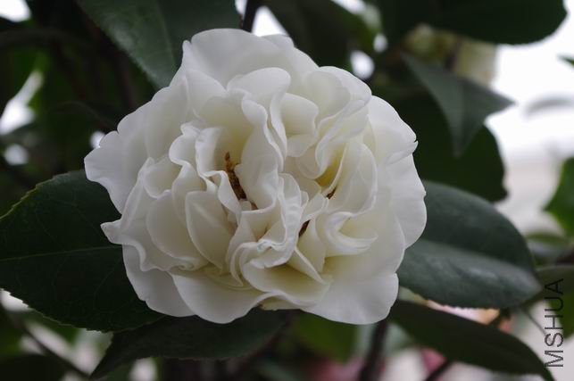 ������С IMGP0430.JPG