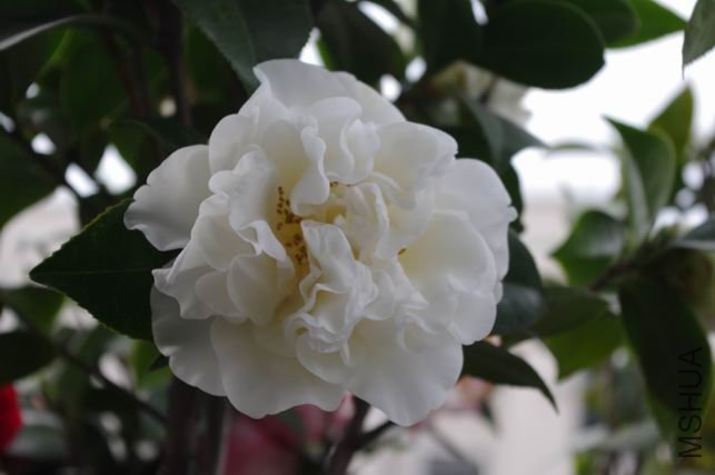 ������С IMGP0432.JPG