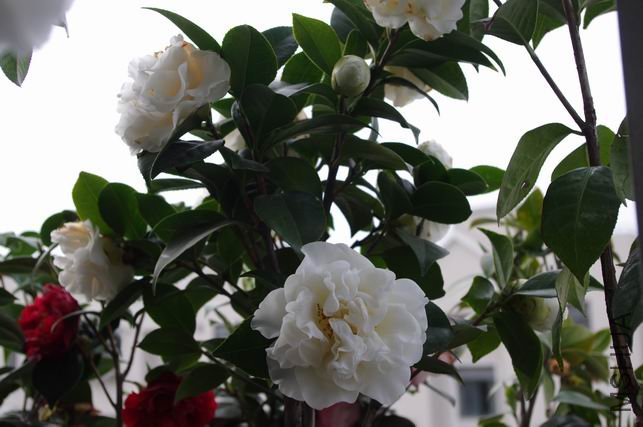 ������С IMGP0433.JPG