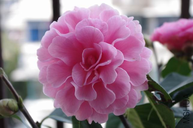 ������С IMGP0417.JPG