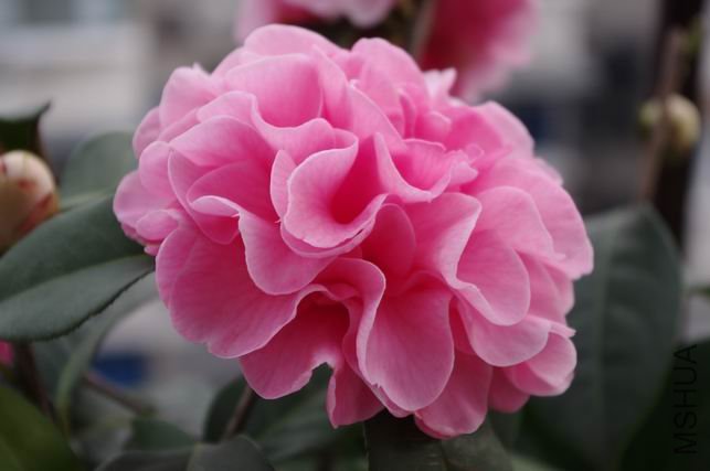 ������С IMGP0441.JPG