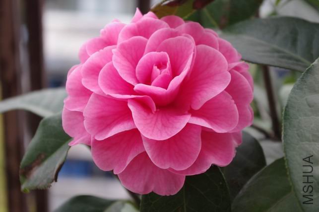 ������С IMGP0442.JPG