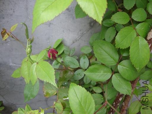 DSC02509.JPG