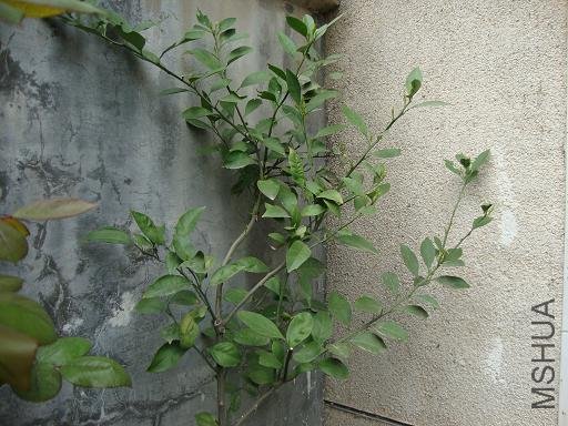 DSC02526.JPG