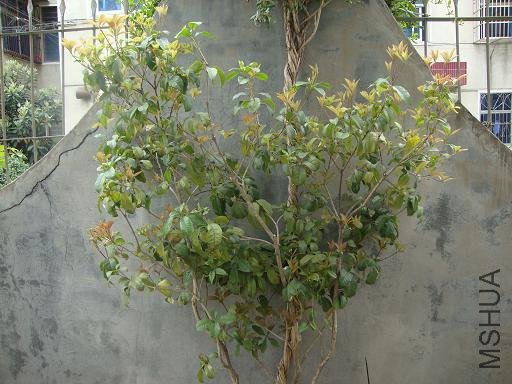 DSC02530.JPG
