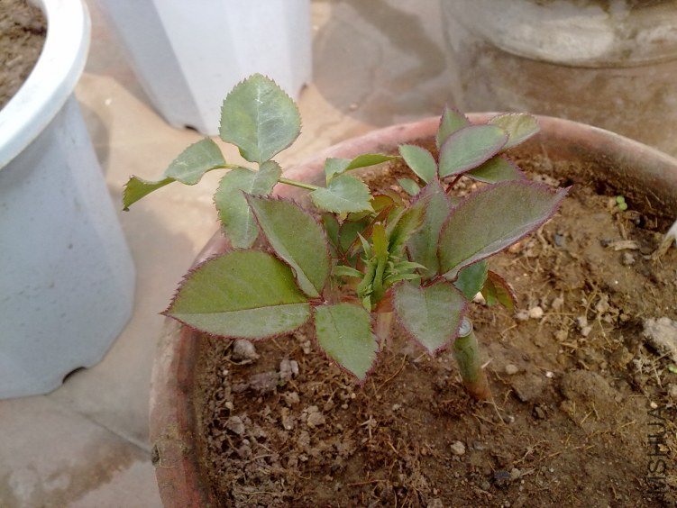 20120409483.jpg