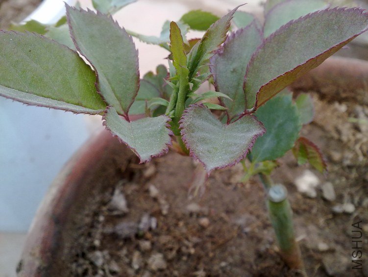 20120409476.jpg