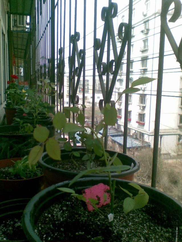 20120409(001).jpg