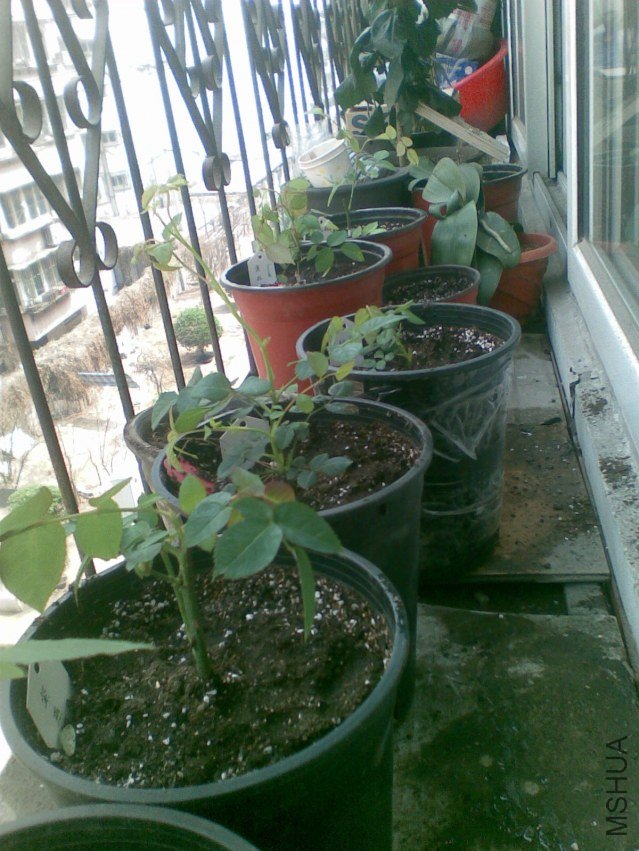 20120409(005).jpg