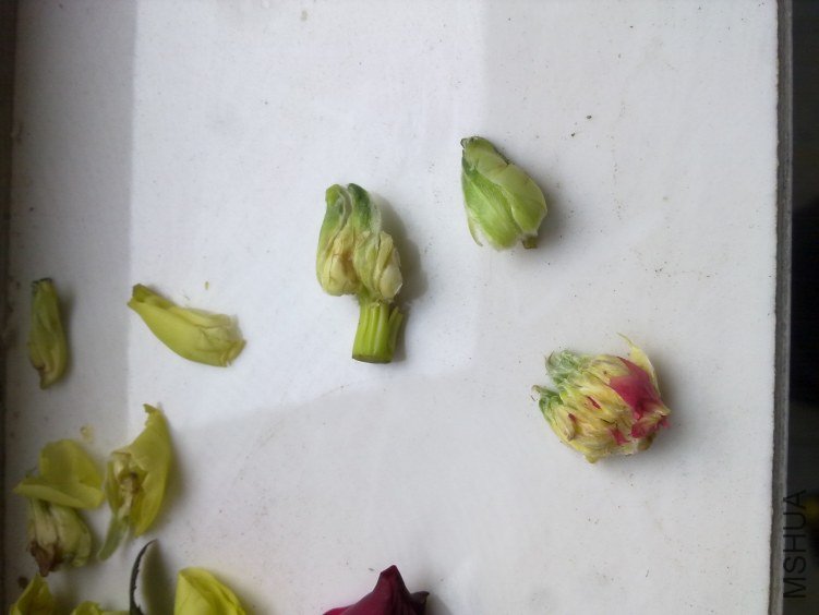 201204081082.jpg