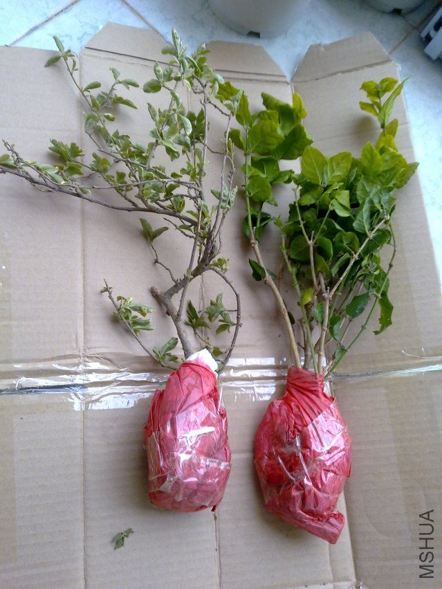 20120404824.jpg