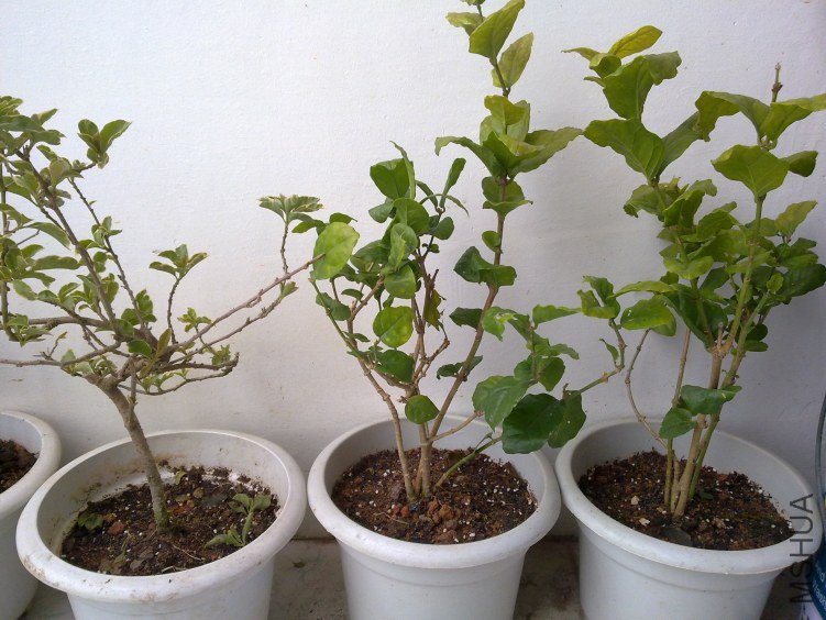 20120409832.jpg