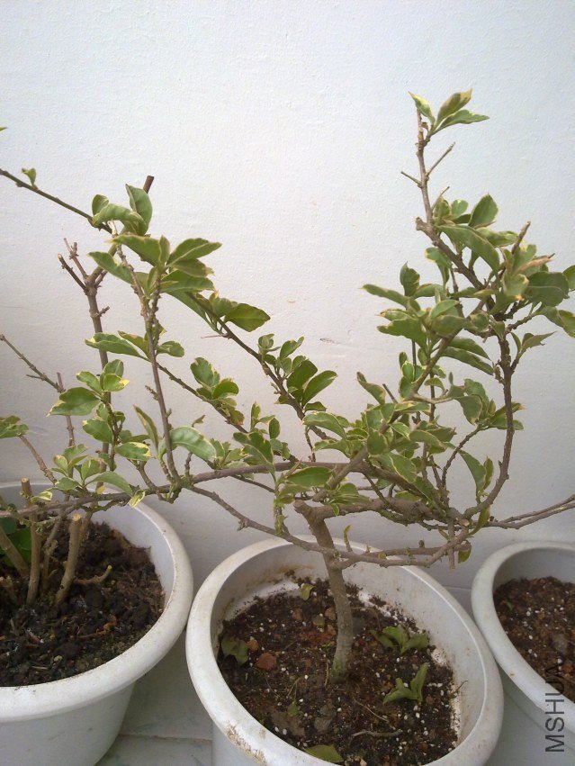 20120409834.jpg