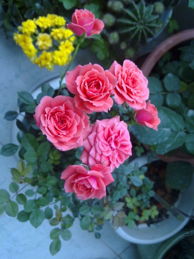 20120409835.jpg