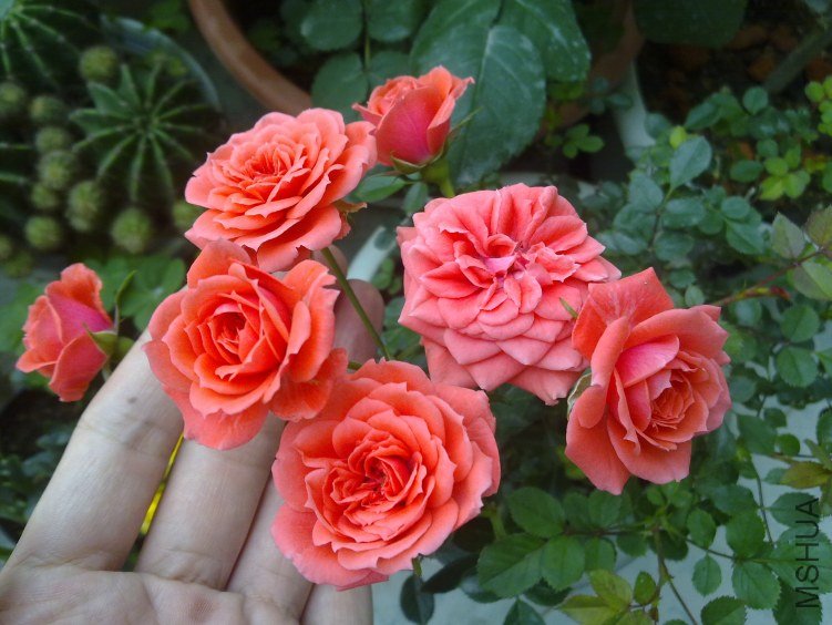 20120409841.jpg