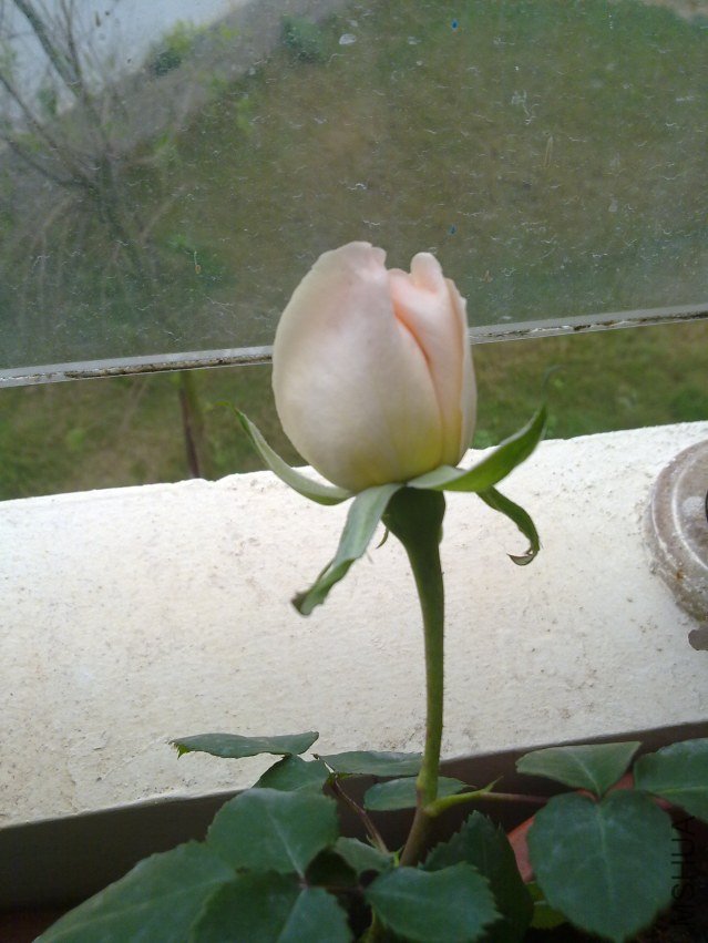 20120409836.jpg