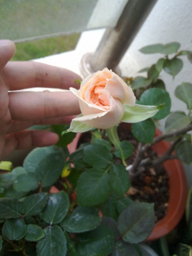 20120409837.jpg