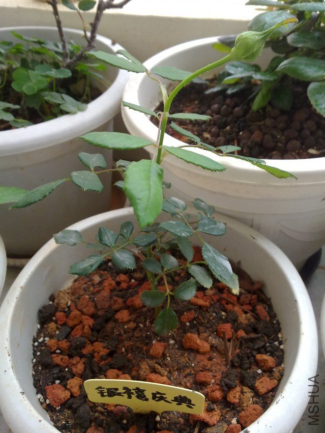 20120409838.jpg