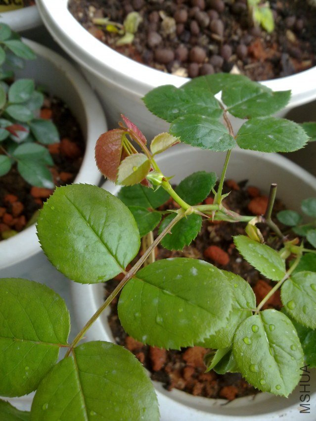 20120409839.jpg