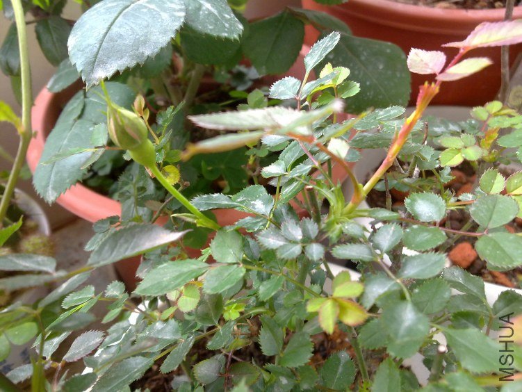20120409842.jpg