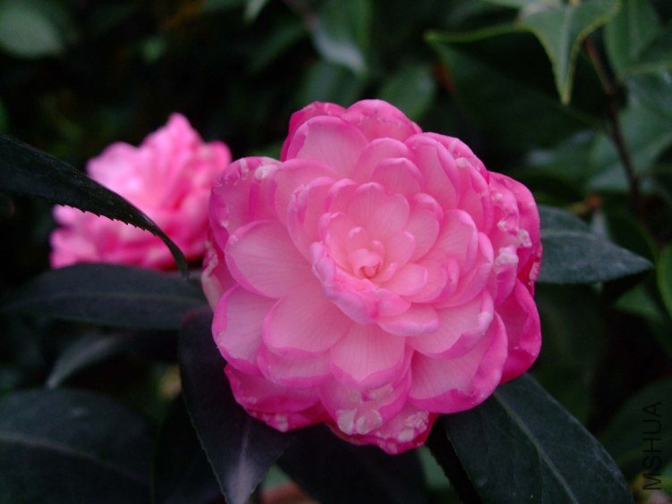 �δ� 2012-4-9f 022.jpg