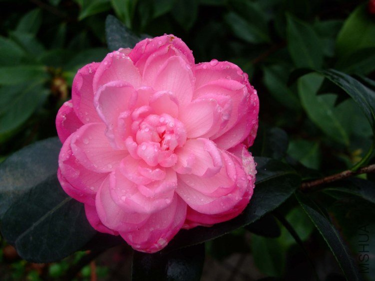 �δ� 2012-4-9f 043.jpg