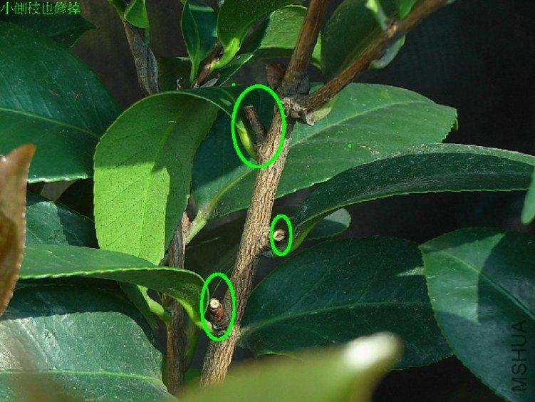 ��֦�޼�.����ͨ͸��