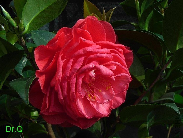 ���_���а�����