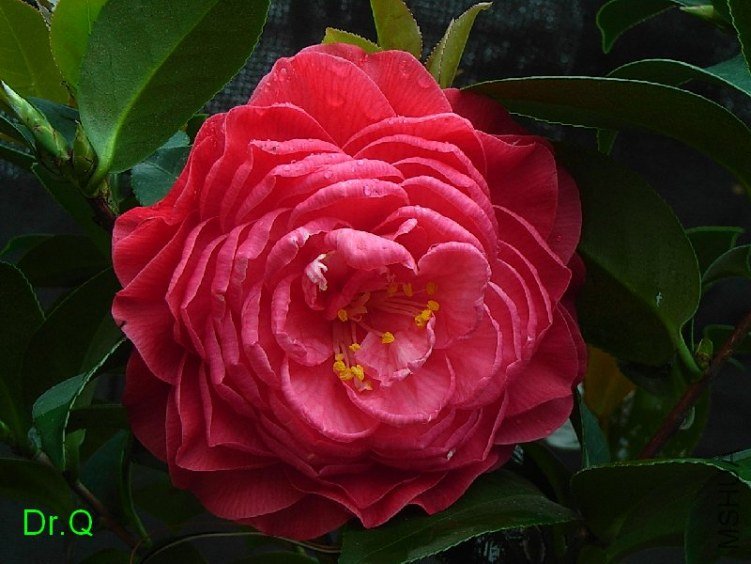 �͸�������������