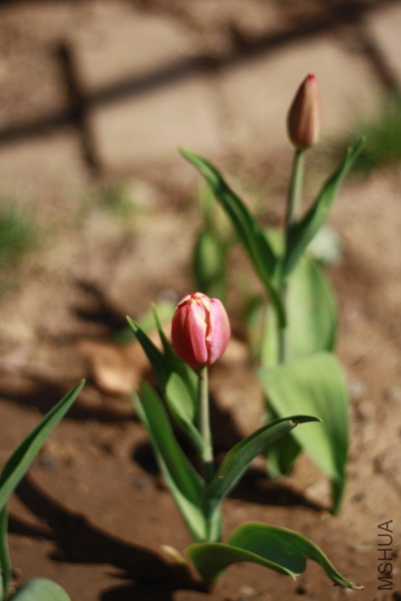 IMG_0843g.jpg