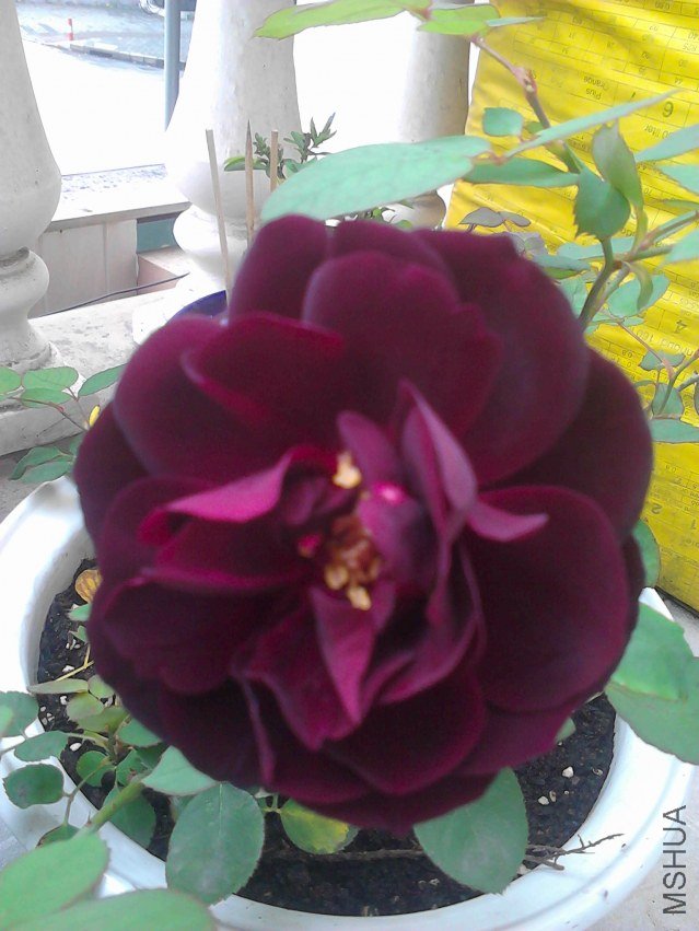 IMG_20111105_083525.jpg