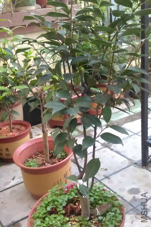 IMAG0641.jpg