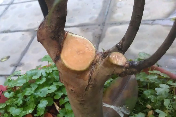 IMAG0638.jpg